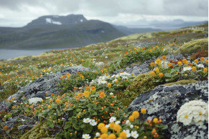 Твоя Камчатка