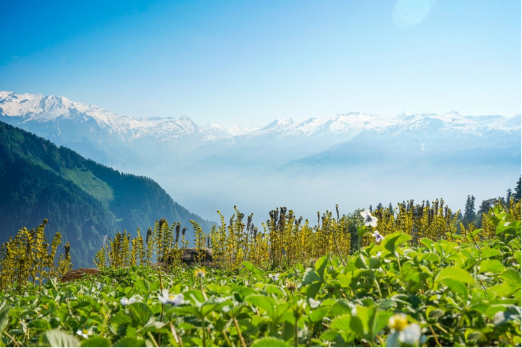 Алтайский экспресс