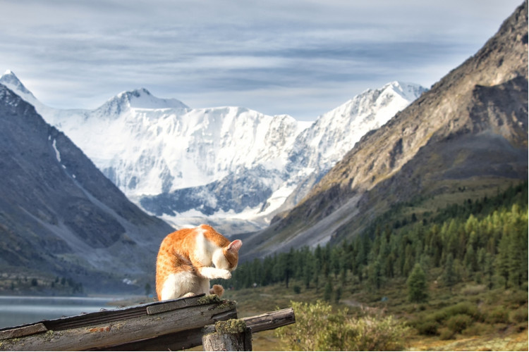 Здравствуй, Алтай!