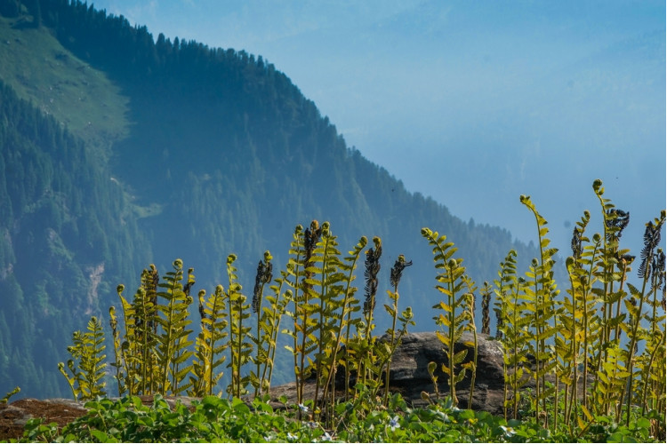 Классик «Чарующий Кавказ» с Грозным