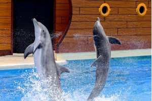 Новосибирск – город научных устремлений