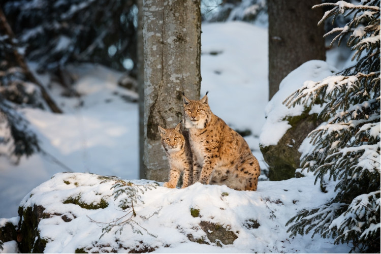 С новым годом, кошка!