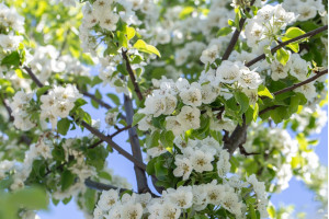 ГРИГОРЬЕВСКИЕ САДЫ