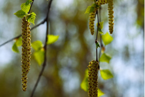Живой сок весны