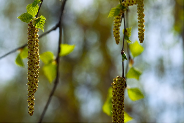 Живой сок весны